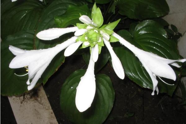 玉簪花什么時候開花