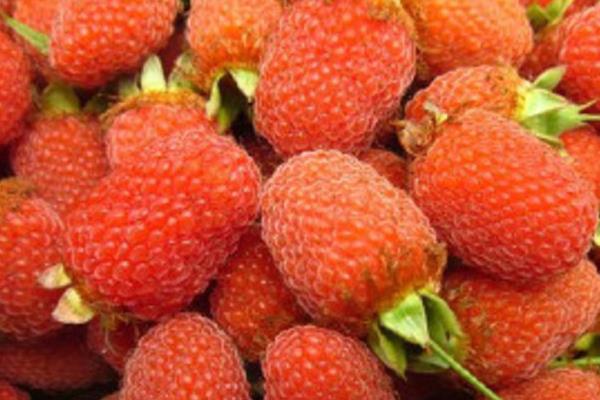 覆盤子圖片大全 覆盤子屬于水果嗎