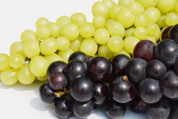 提子什么時候成熟（幾月） 提子是什么季節的水果