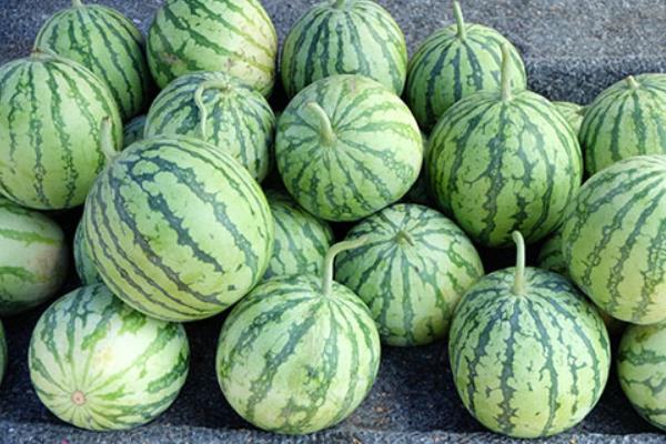 麒麟西瓜產地在哪里 麒麟瓜幾月熟（上市季節）