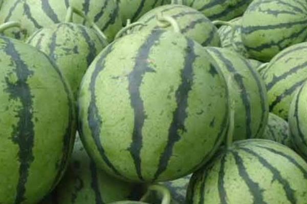 麒麟西瓜產地在哪里 麒麟瓜幾月熟(上市季節)