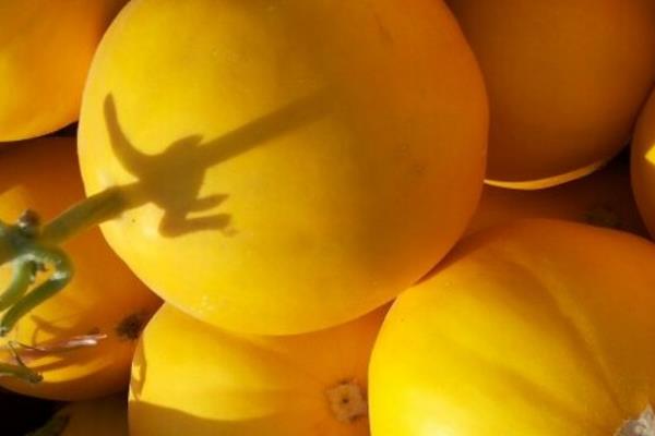 吃黃河蜜會不會上火 孕婦能吃黃河蜜嗎