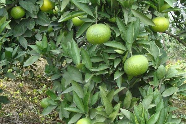 橘子樹怎么種 橘子種植方法與注意事項(xiàng)