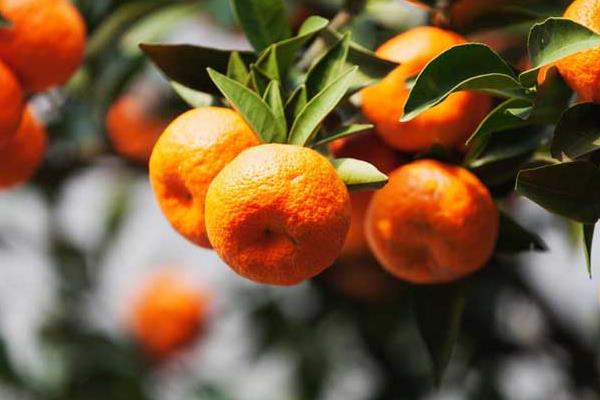 橘子樹怎么種 橘子種植方法與注意事項(xiàng)