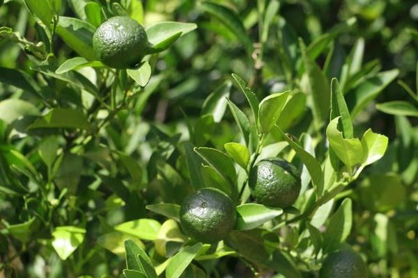 橘子樹怎么種 橘子種植方法與注意事項(xiàng)