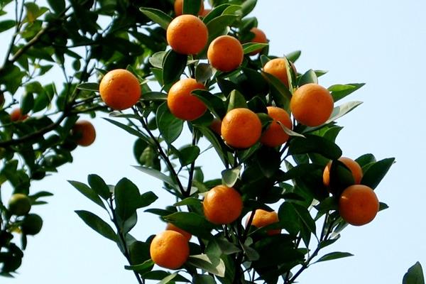 橘子樹怎么種 橘子種植方法與注意事項(xiàng)