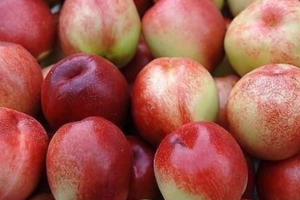 油桃圖片大全 油桃有哪些品種