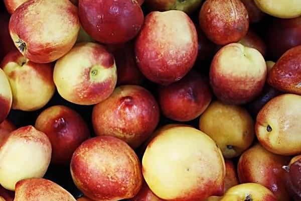 油桃圖片大全 油桃有哪些品種