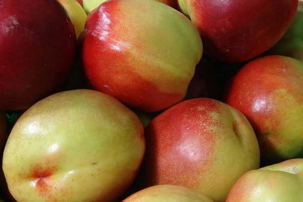 油桃圖片大全 油桃有哪些品種