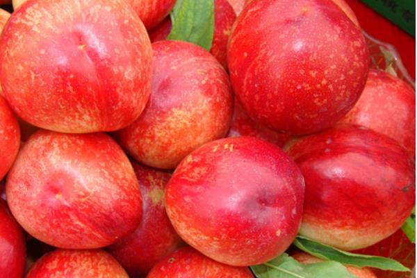 油桃圖片大全 油桃有哪些品種