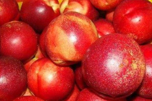 油桃圖片大全 油桃有哪些品種