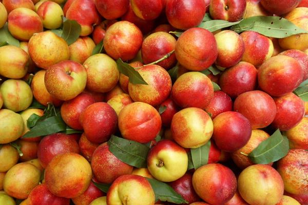 油桃圖片大全 油桃有哪些品種