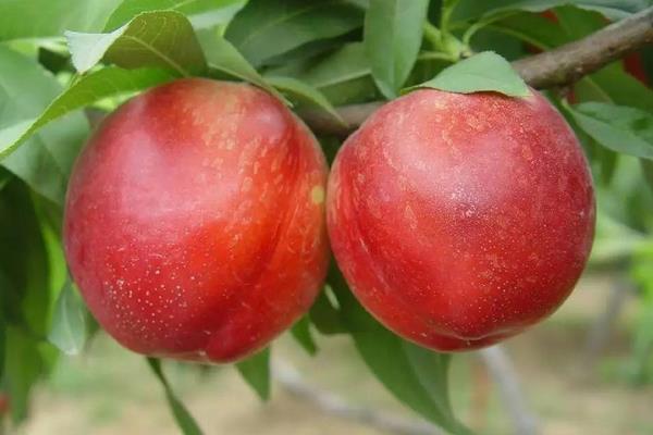 油桃圖片大全 油桃有哪些品種