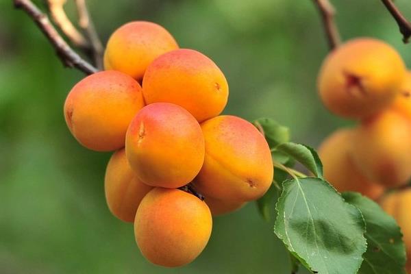 杏子產地在哪里 杏子什么時候采摘