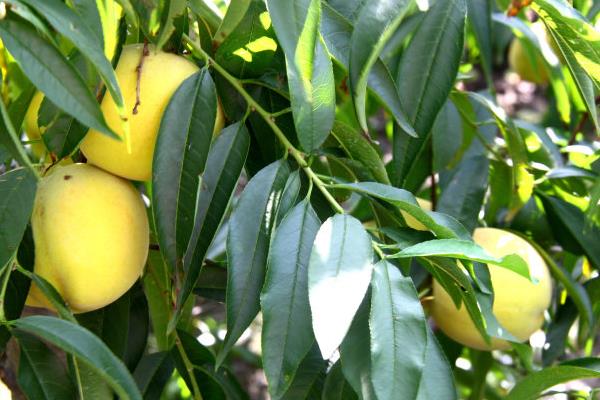 黃桃產(chǎn)地在哪里 黃桃為什么都是罐頭