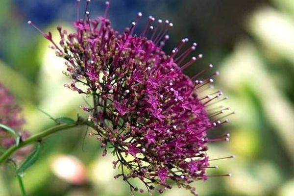 夕霧花圖片大全 夕霧花花語及寓意
