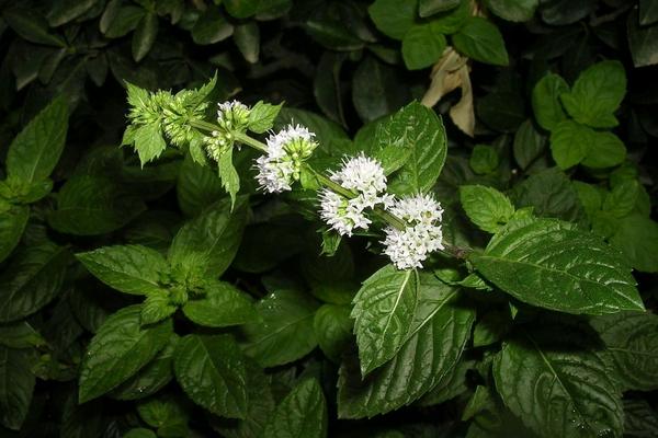 胡椒薄荷和普通綠薄荷的區(qū)別是什么 胡椒薄荷的繁殖方法