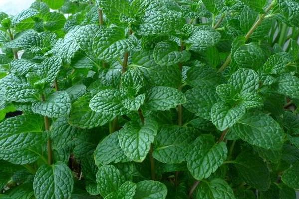 胡椒薄荷和普通綠薄荷的區(qū)別是什么 胡椒薄荷的繁殖方法