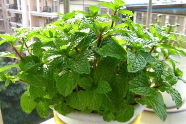胡椒薄荷和普通綠薄荷的區(qū)別是什么 胡椒薄荷的繁殖方法