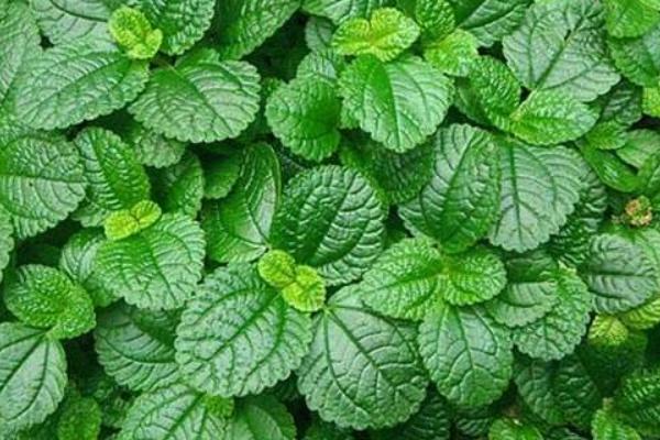 胡椒薄荷和普通綠薄荷的區(qū)別是什么 胡椒薄荷的繁殖方法