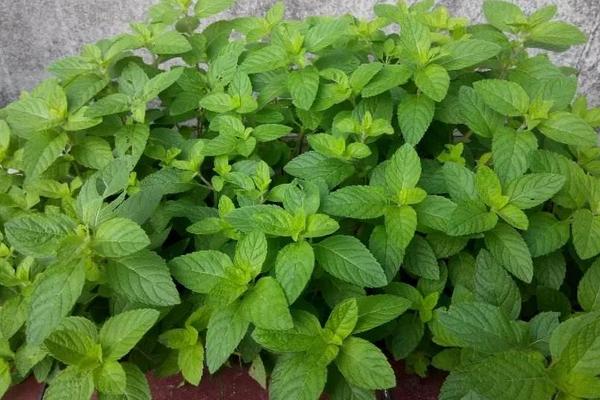 胡椒薄荷和普通綠薄荷的區(qū)別是什么 胡椒薄荷的繁殖方法