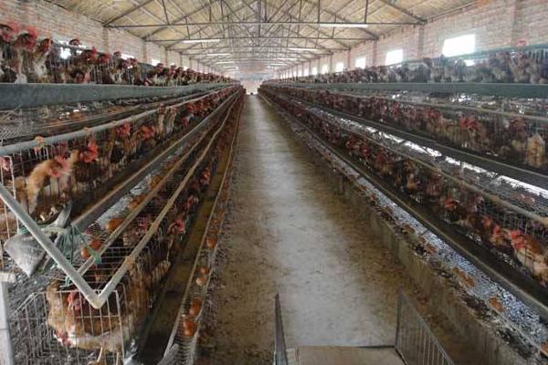 養雞加溫設備有哪些 常見全自動養雞設備介紹