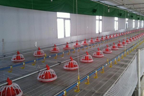 養雞加溫設備有哪些 常見全自動養雞設備介紹