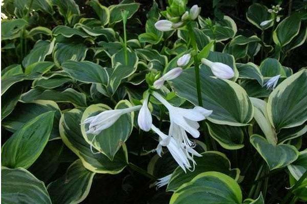 玉簪花圖片大全 玉簪花花語及寓意 玉簪花有哪些品種及顏色