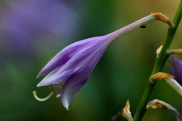玉簪花圖片大全 玉簪花花語及寓意 玉簪花有哪些品種及顏色