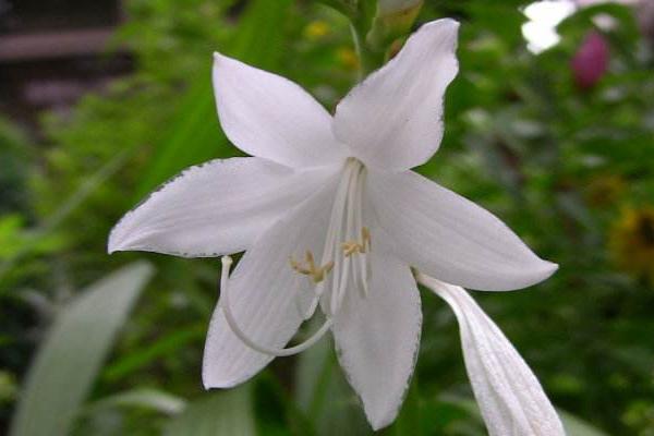 玉簪花圖片大全 玉簪花花語及寓意 玉簪花有哪些品種及顏色