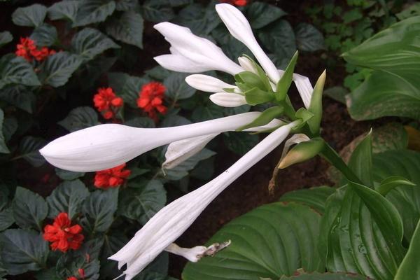 玉簪花圖片大全 玉簪花花語及寓意 玉簪花有哪些品種及顏色