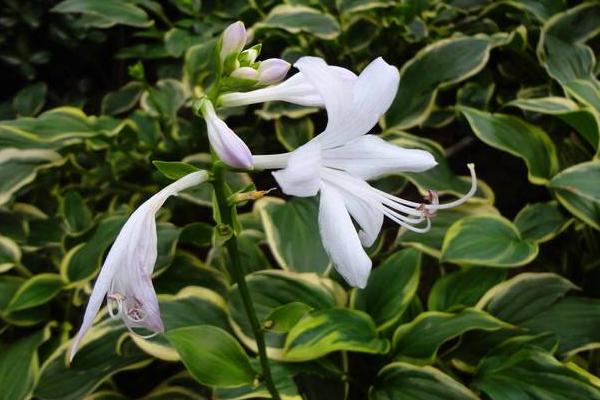 玉簪花圖片大全 玉簪花花語及寓意 玉簪花有哪些品種及顏色