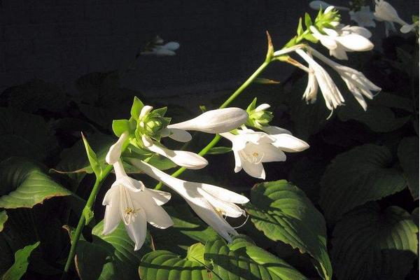 玉簪花圖片大全 玉簪花花語及寓意 玉簪花有哪些品種及顏色