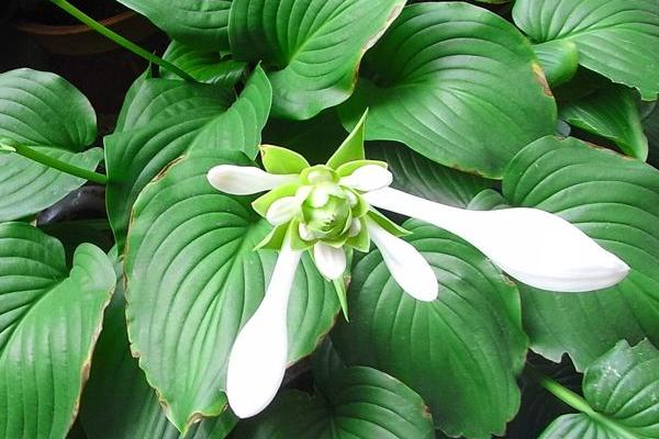 玉簪花圖片大全 玉簪花花語及寓意 玉簪花有哪些品種及顏色