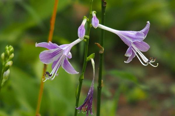 玉簪花圖片大全 玉簪花花語及寓意 玉簪花有哪些品種及顏色