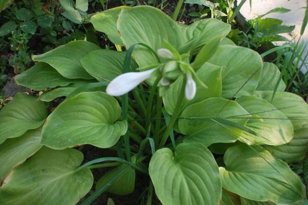 玉簪花圖片大全 玉簪花花語及寓意 玉簪花有哪些品種及顏色