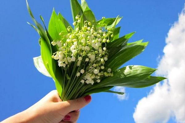 鈴蘭花市場價格多少錢一束 鈴蘭怎么養(yǎng)