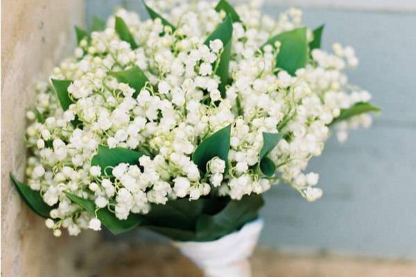 鈴蘭花市場價格多少錢一束 鈴蘭怎么養(yǎng)