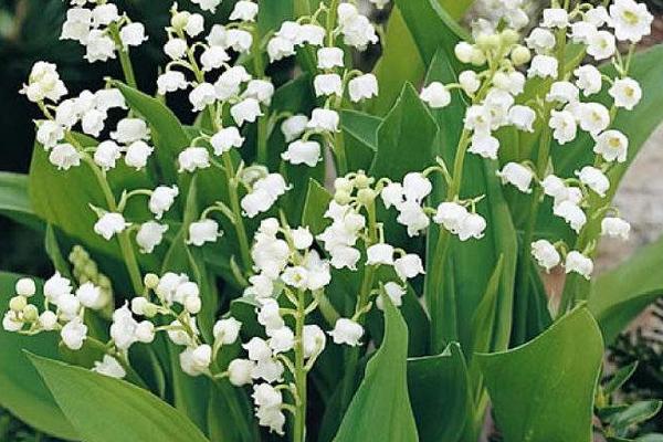 鈴蘭花市場價格多少錢一束 鈴蘭怎么養(yǎng)