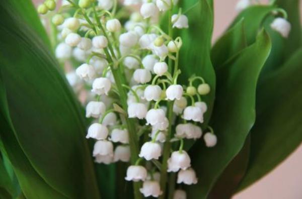 鈴蘭花市場價格多少錢一束 鈴蘭怎么養(yǎng)