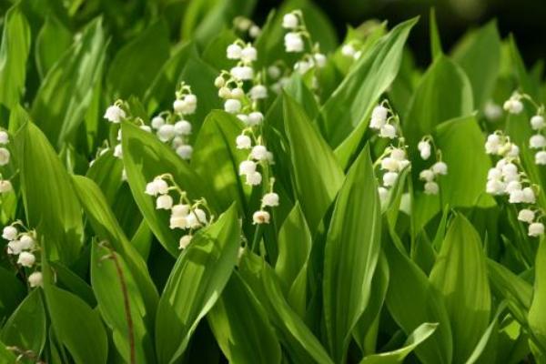 鈴蘭花市場價格多少錢一束 鈴蘭怎么養(yǎng)