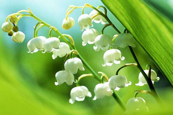 鈴蘭花市場價格多少錢一束 鈴蘭怎么養(yǎng)