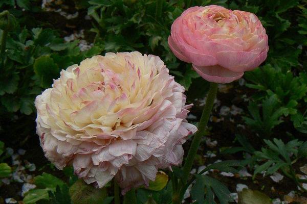 花毛茛圖片大全 花毛茛花語及寓意