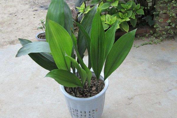 一葉蘭怎么澆水（多久澆一次） 一葉蘭怎么施肥