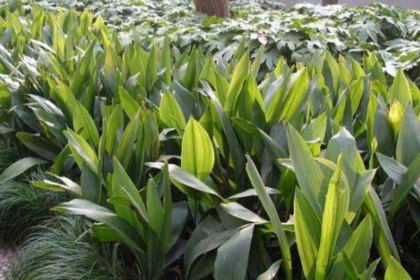 家庭養(yǎng)一葉蘭好嗎 養(yǎng)一葉蘭對風(fēng)水的作用(擺放位置)