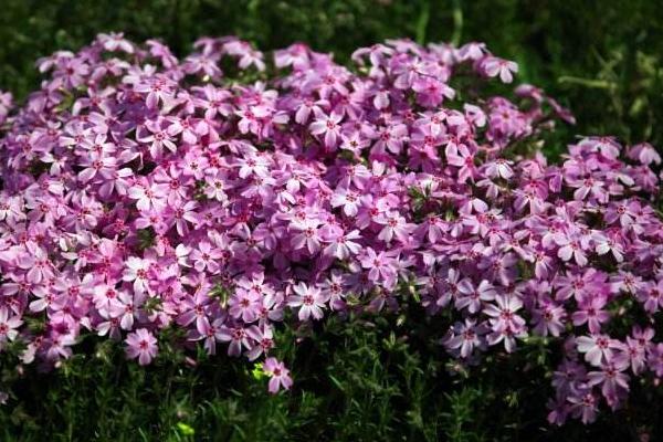 叢生福祿考和芝櫻的區(qū)別是什么 叢生福祿考怎么繁殖