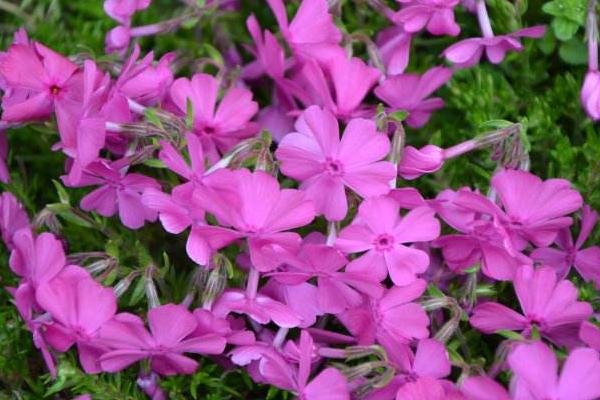 叢生福祿考和芝櫻的區(qū)別是什么 叢生福祿考怎么繁殖