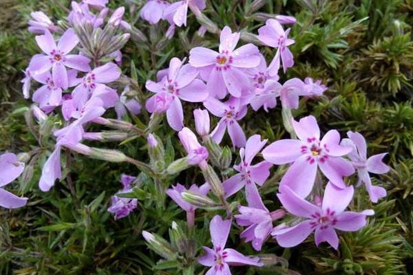 叢生福祿考和芝櫻的區(qū)別是什么 叢生福祿考怎么繁殖