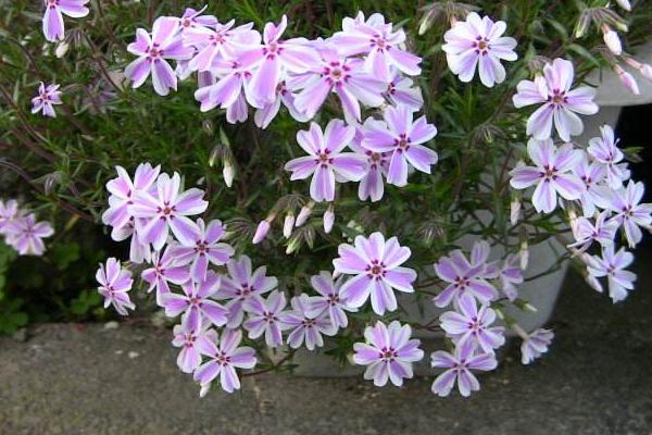 叢生福祿考和芝櫻的區(qū)別是什么 叢生福祿考怎么繁殖