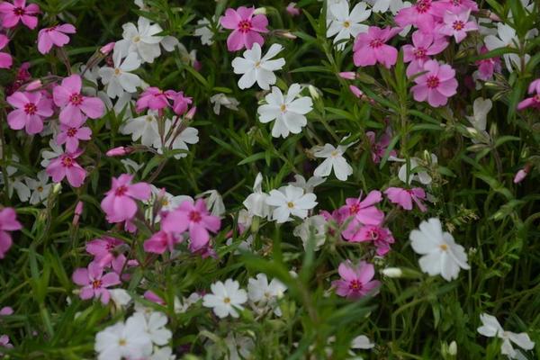 叢生福祿考和芝櫻的區(qū)別是什么 叢生福祿考怎么繁殖